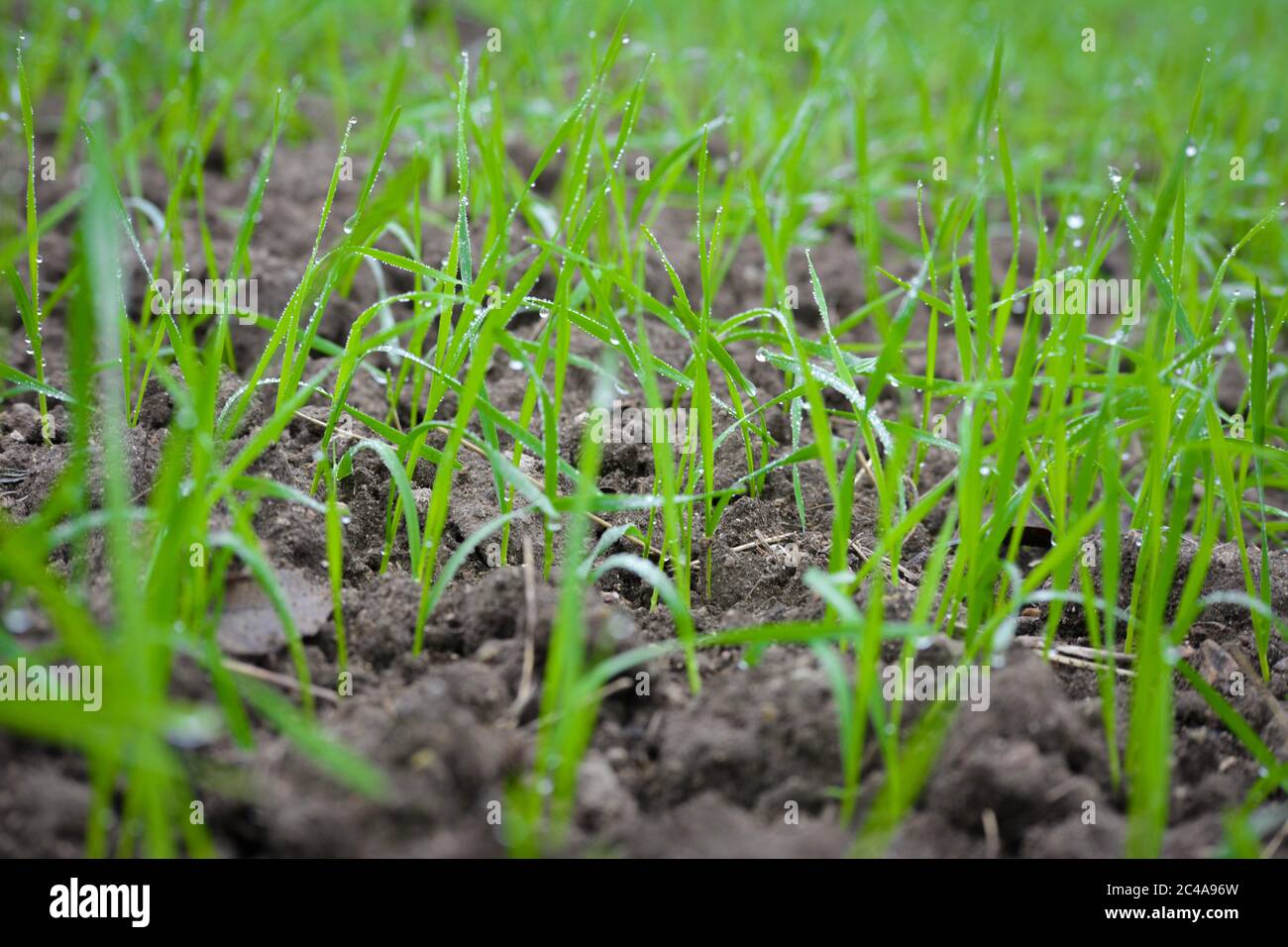 Giovani germogli di grano in crescita in un terreno Foto Stock