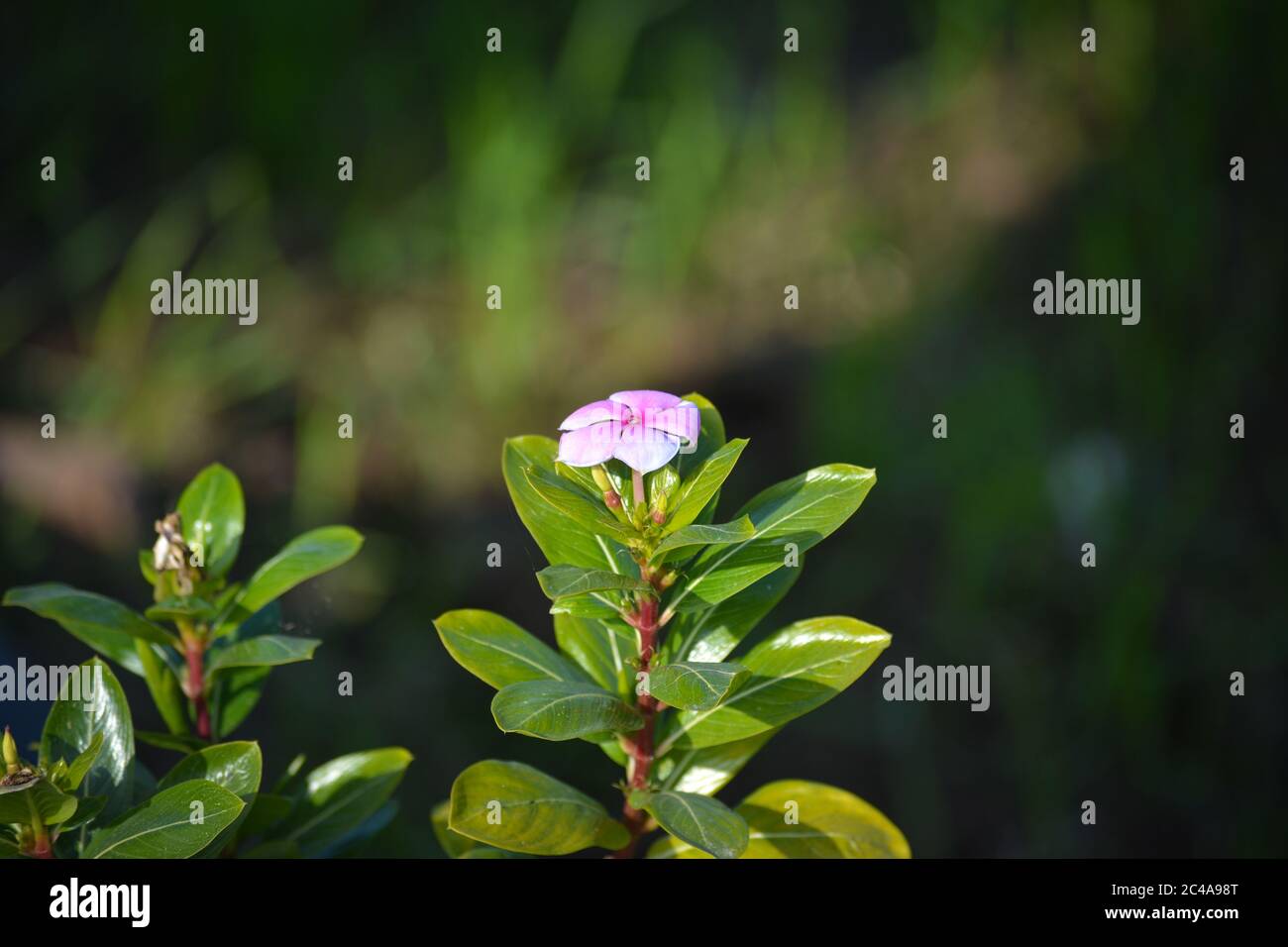 Pervinca rosa in giardino Foto Stock