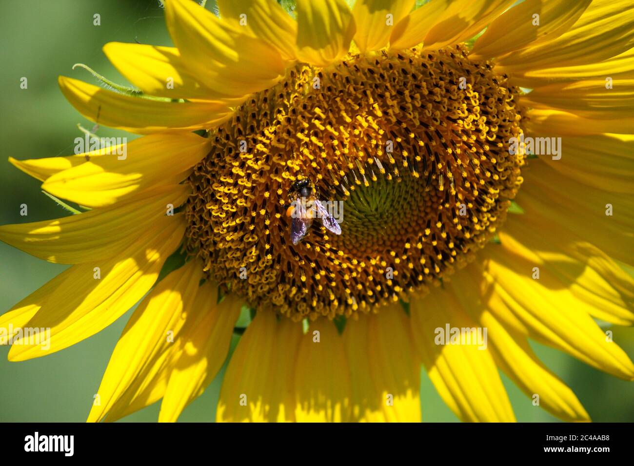 Un'ape atterra in un girasole nella provincia di Suphanburi, Thailandia Foto Stock