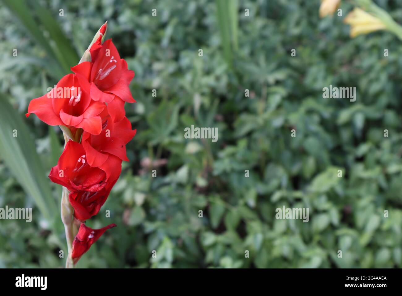 Colori rosso brillante contrasti con verde fogliame, spazio per il tuo testo, per sfondo, carta da parati, concetto per fiori, estate, giardinaggio Foto Stock