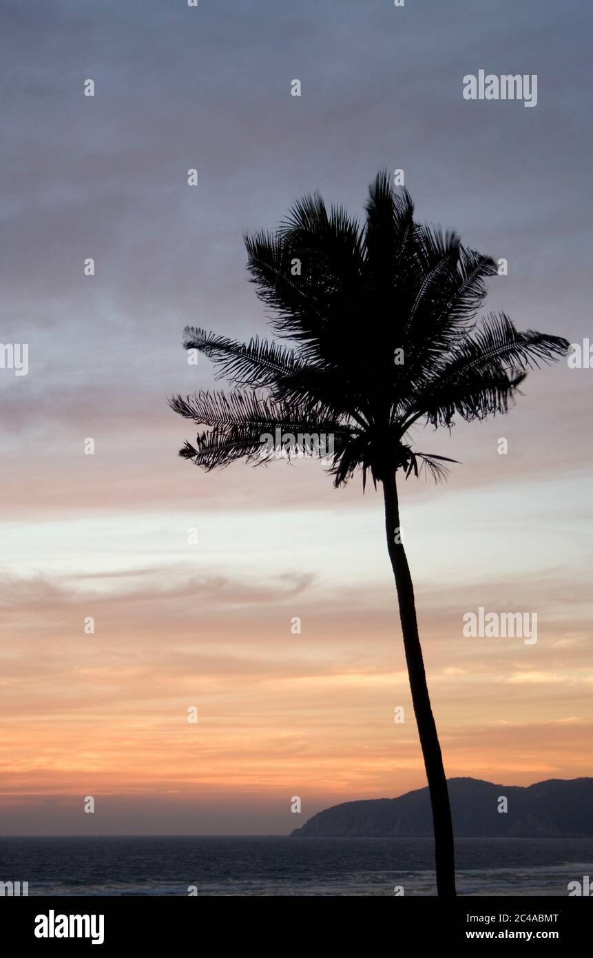 Silhouette di palma al tramonto sulla spiaggia di Acapulco, Messico, Nord America Foto Stock