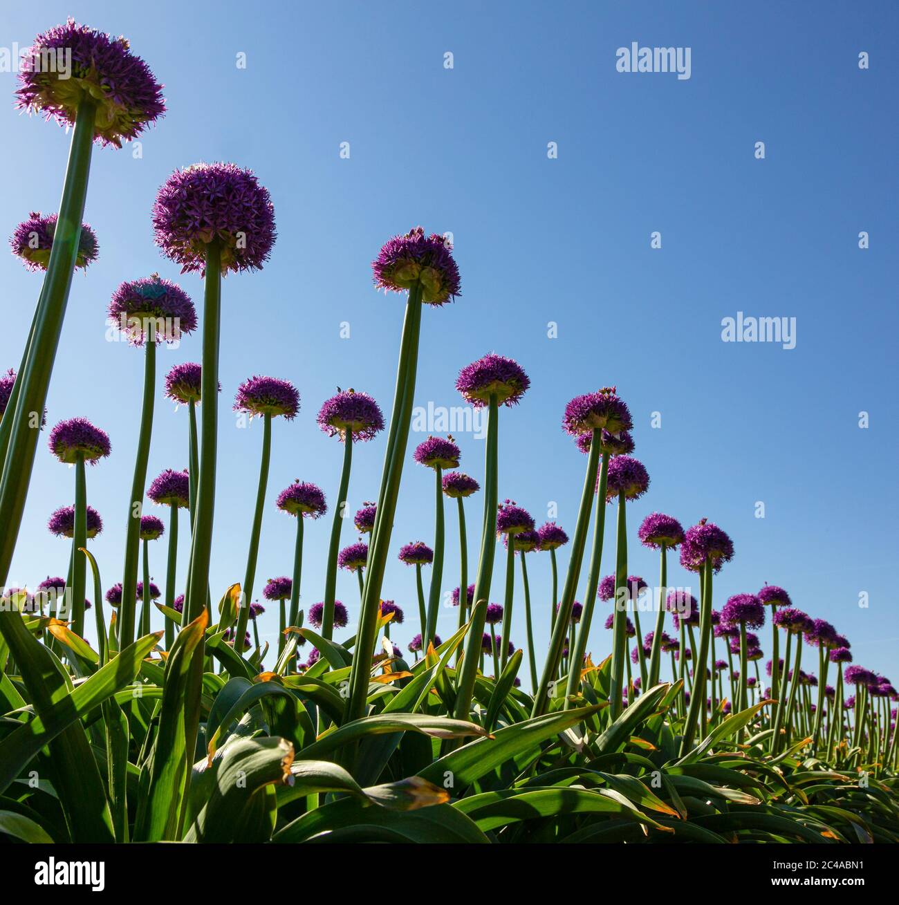 Parte di un campo di fiori giganti dell'allio nella prima mattina fotografato verso il cielo blu, Limmen, Paesi Bassi Foto Stock
