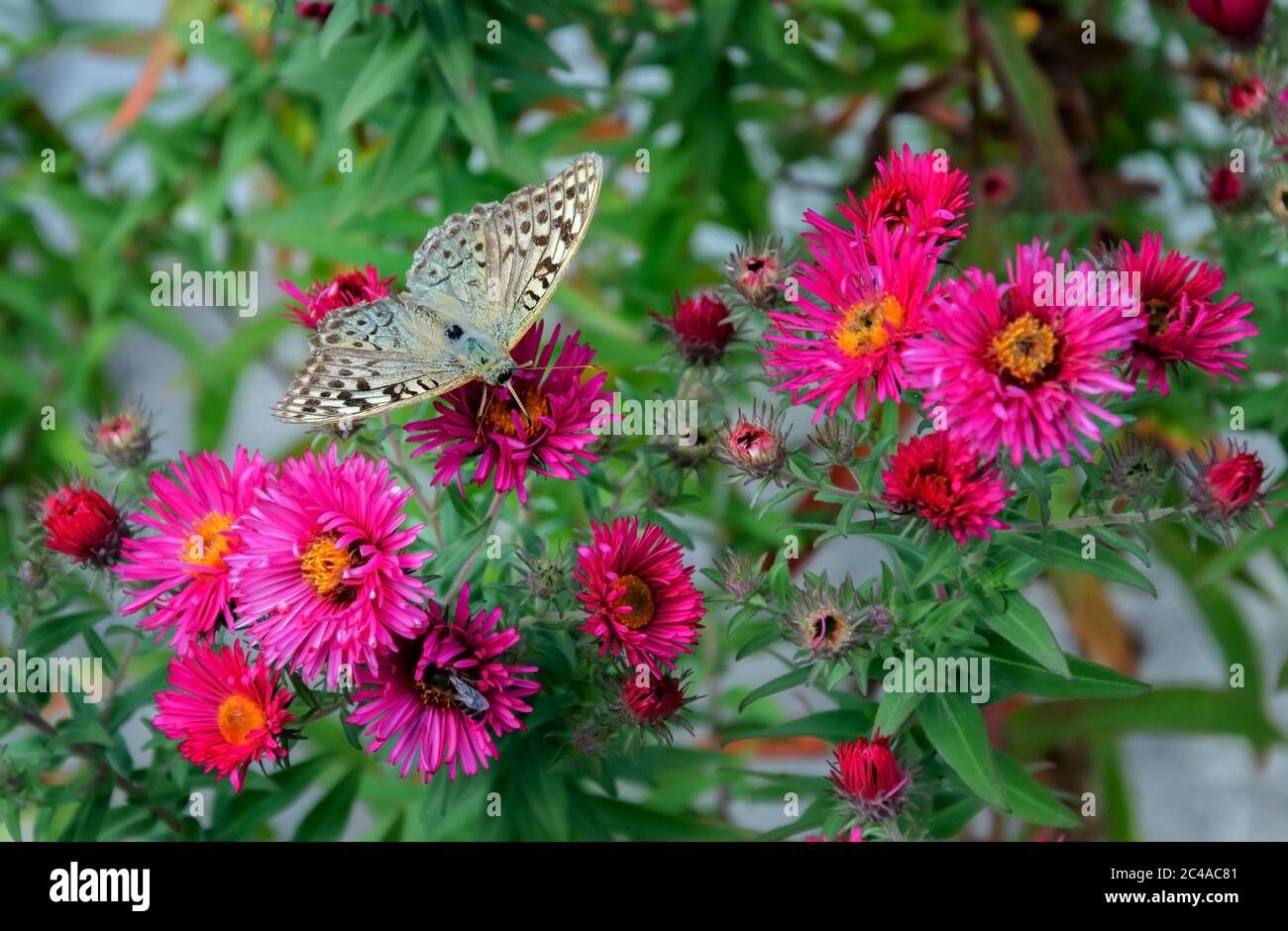 farfalla grigia su un fiore rosso brillante autunno, primo piano insetto Foto Stock