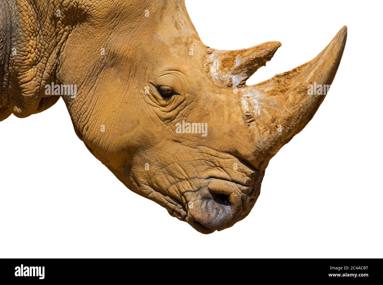 Rinoceronte bianco africano / rinoceronte quadrato (Ceratotherium simum) primo piano della testa con corno grande su sfondo bianco Foto Stock