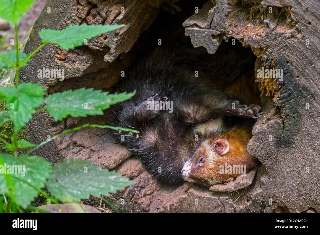 Polecat europeo (Mustela putorius) che dormono all'ingresso di tronco di albero cavo in foresta Foto Stock