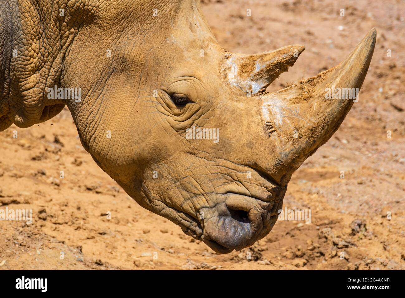 Rinoceronte bianco africano / rinoceronte quadrato (Ceratotherium simum) primo piano della testa con corno grande Foto Stock