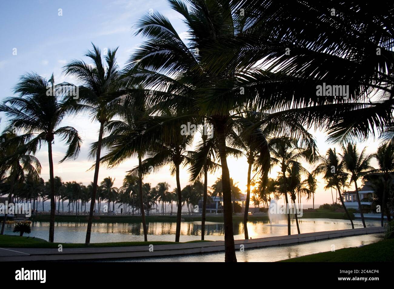 Palme dalle silhouette vicino ad una piscina ad Acapulco, Messico. Foto Stock