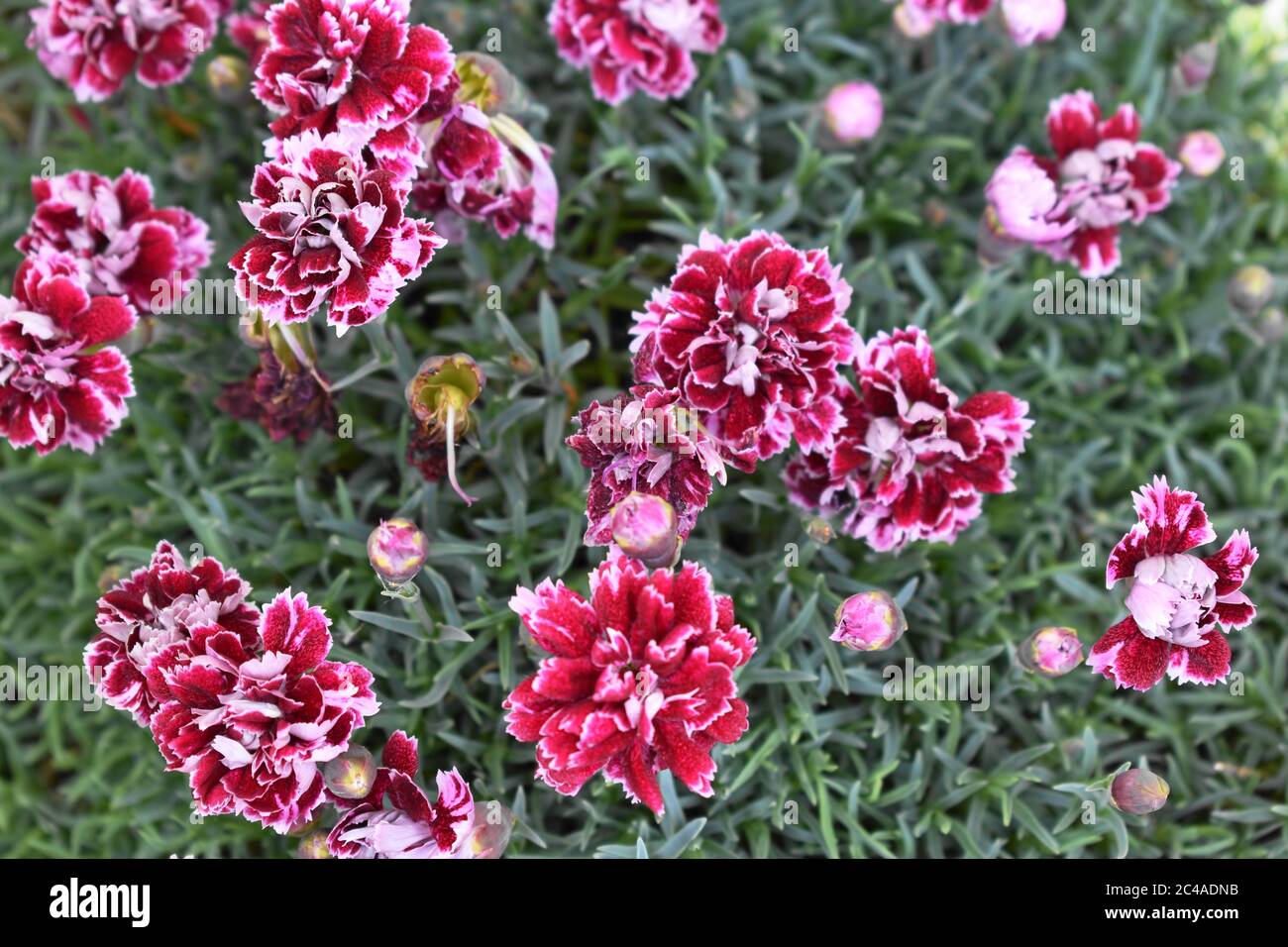 Una mostra di garofani coltivati rosa e bianco. Foto Stock