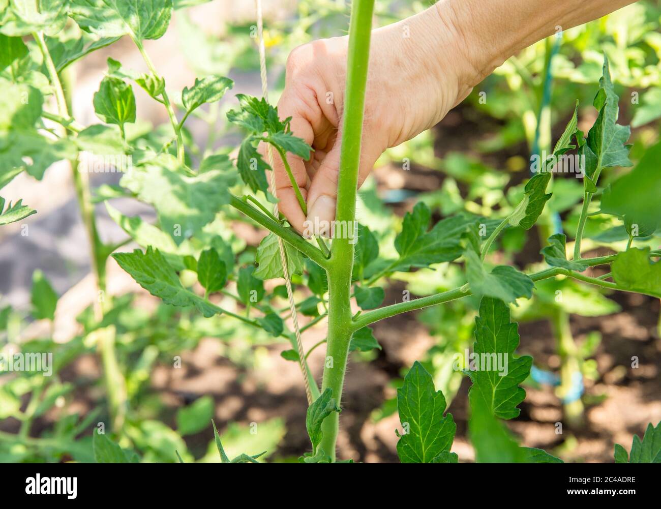 Primo piano di mano donna pizzica fuori eccessivo sparare sucker che crescono su gambo di pianta di pomodoro in serra. Foto Stock