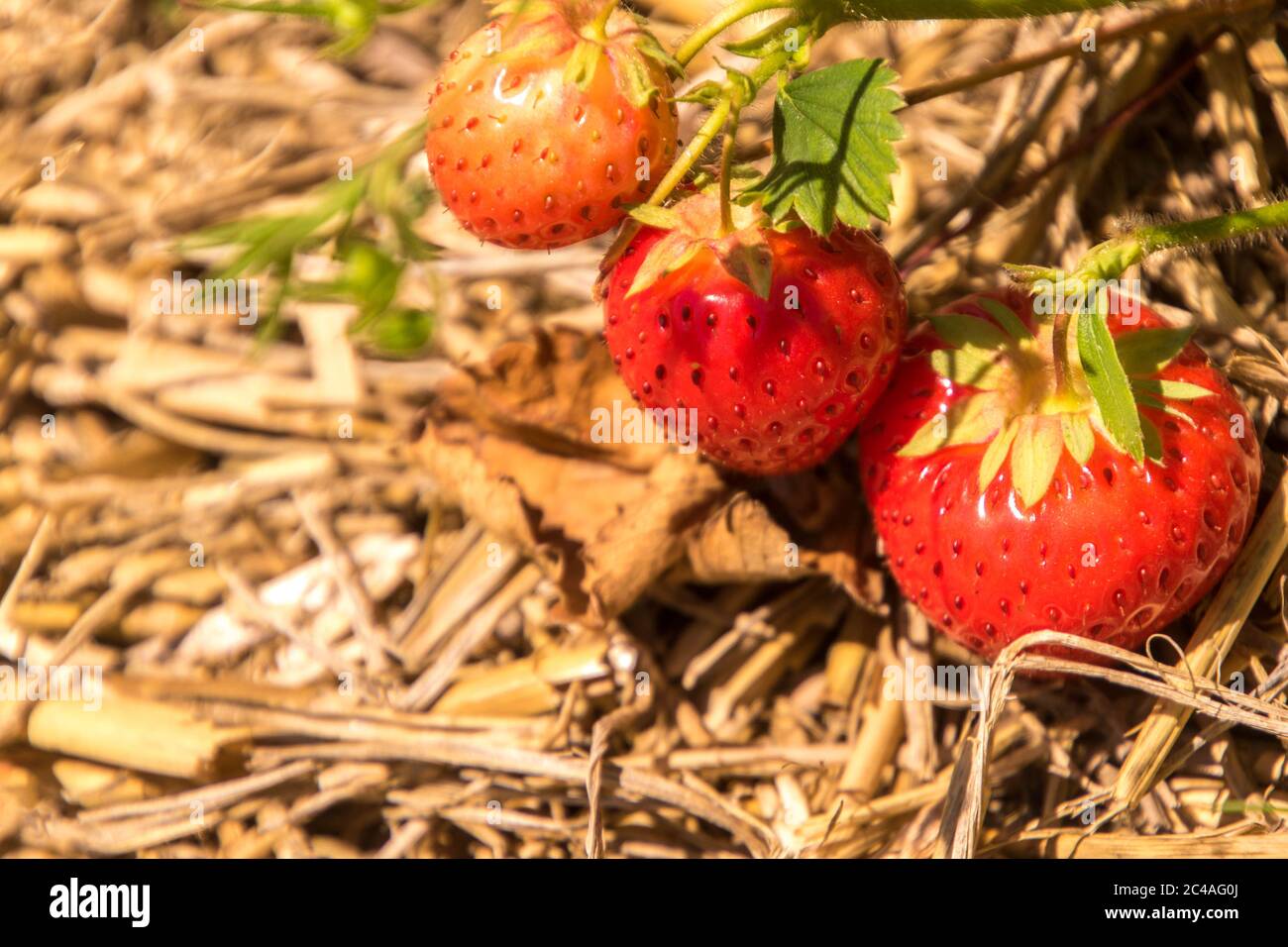 Fragole fresche e deliziose coltivate in un campo per le persone a venire e scegliere di portare a casa, a mangiare. Foto Stock