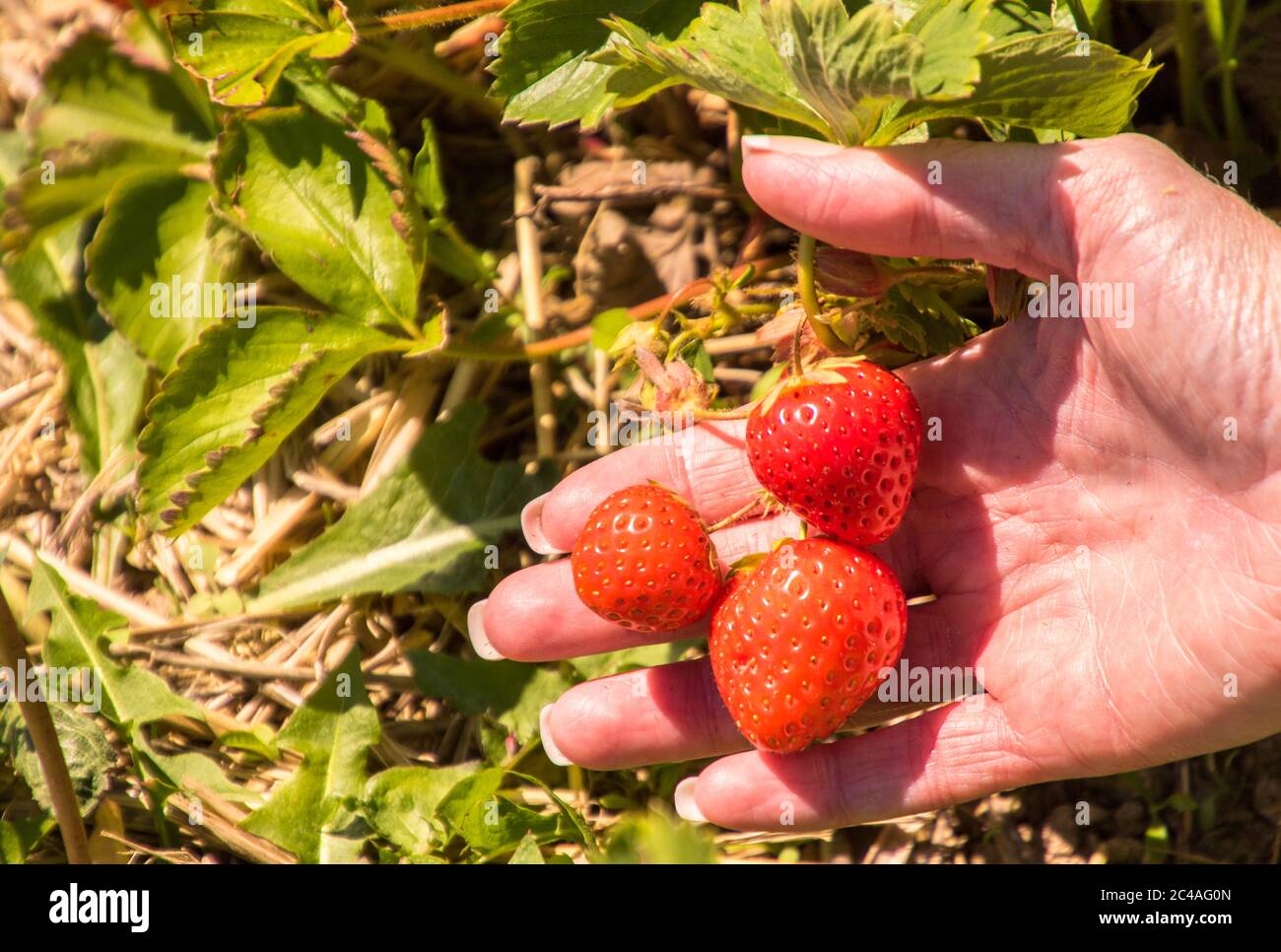 Fragole fresche e deliziose coltivate in un campo per le persone a venire e scegliere di portare a casa, a mangiare. Foto Stock
