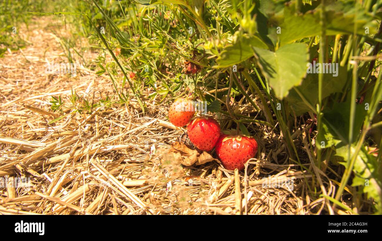 Fragole fresche e deliziose coltivate in un campo per le persone a venire e scegliere di portare a casa, a mangiare. Foto Stock