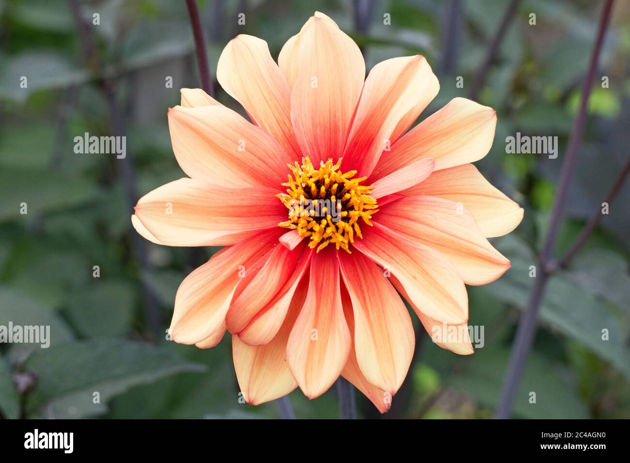 Arancio dahlia in fiore all'assegnazione inglese Foto Stock
