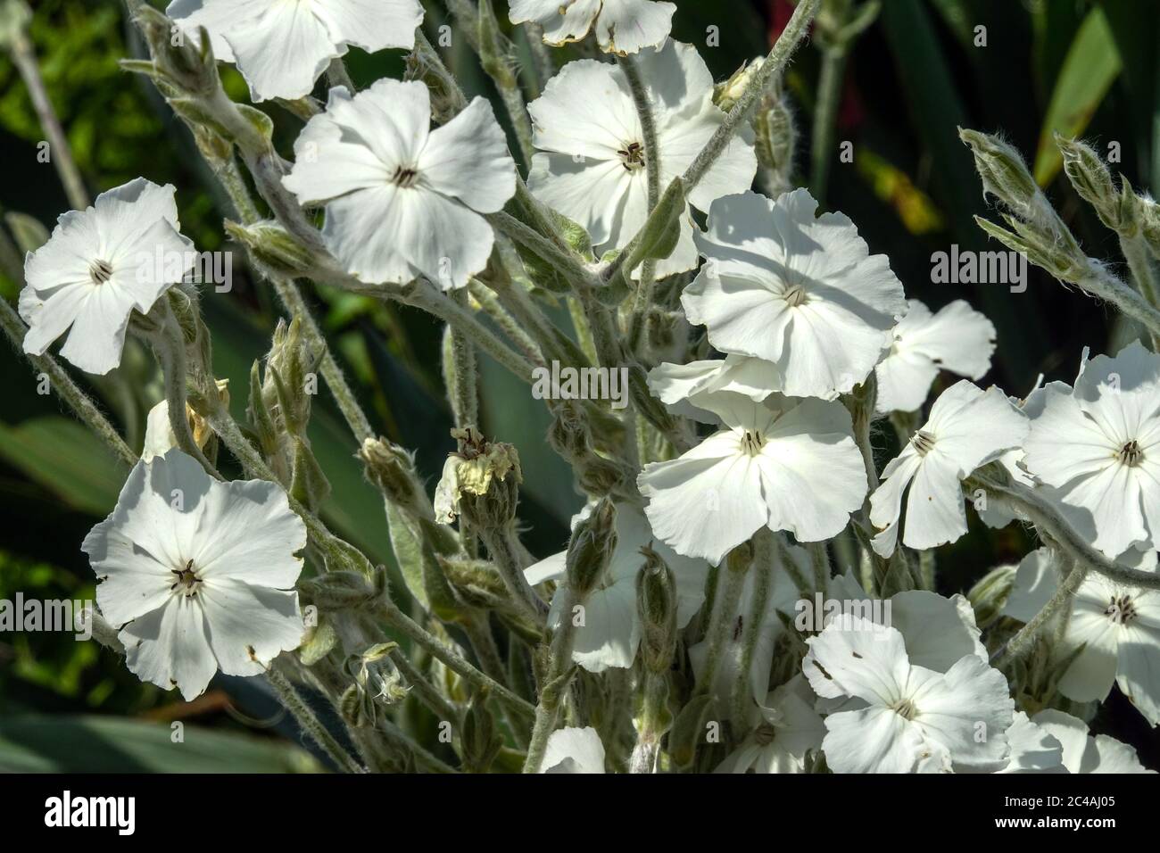 White Rose campion Lychnis coronaria 'Alba' Foto Stock