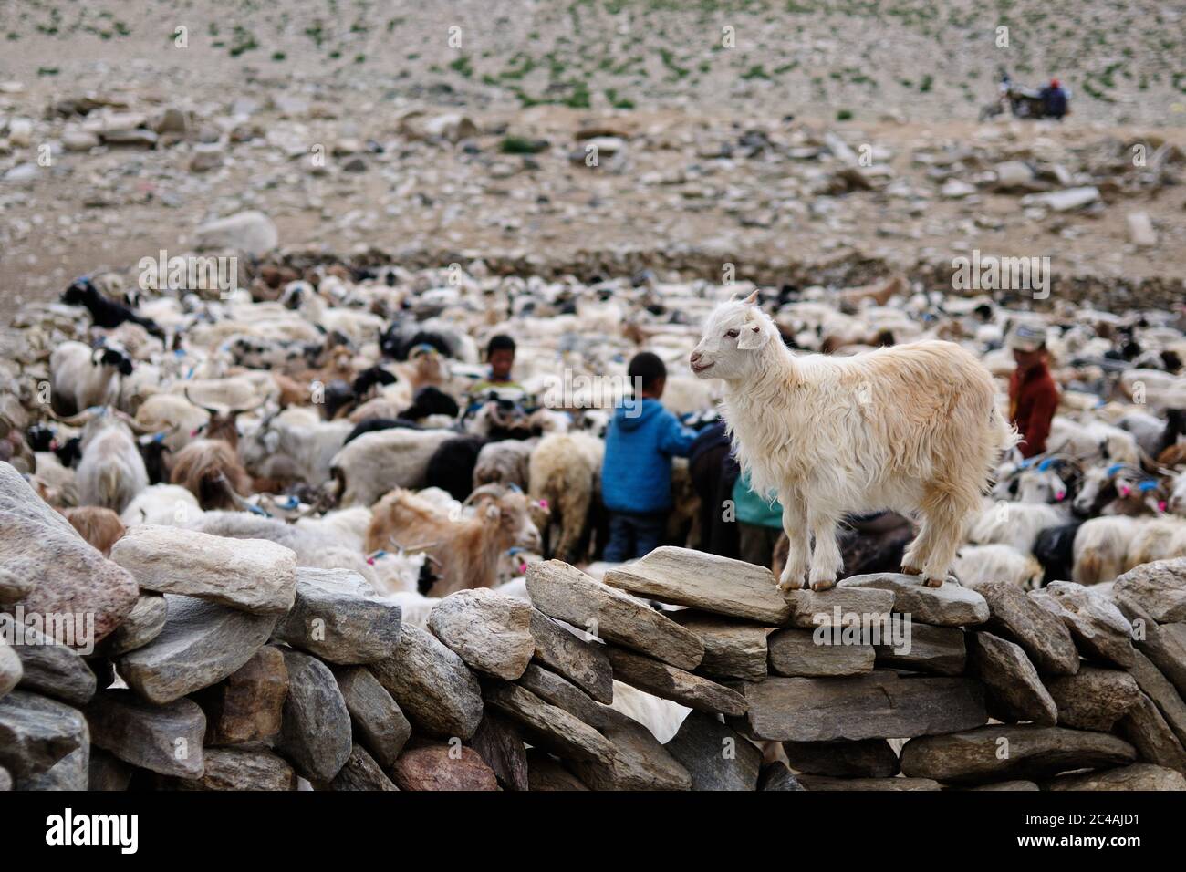 Vista sulla tribù dei joung Changpa durante le opere di mattina di capre, Ladakh, distretto di Leh, India. Foto Stock