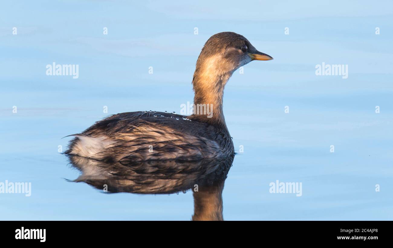 Tachybaptus ruficollis, il piccolo grebe, uccello che riproduce vicino all'interno delle acque vegetazione (lagoni e fossati) Porto de Lobos, Città di Peniche. Foto Stock