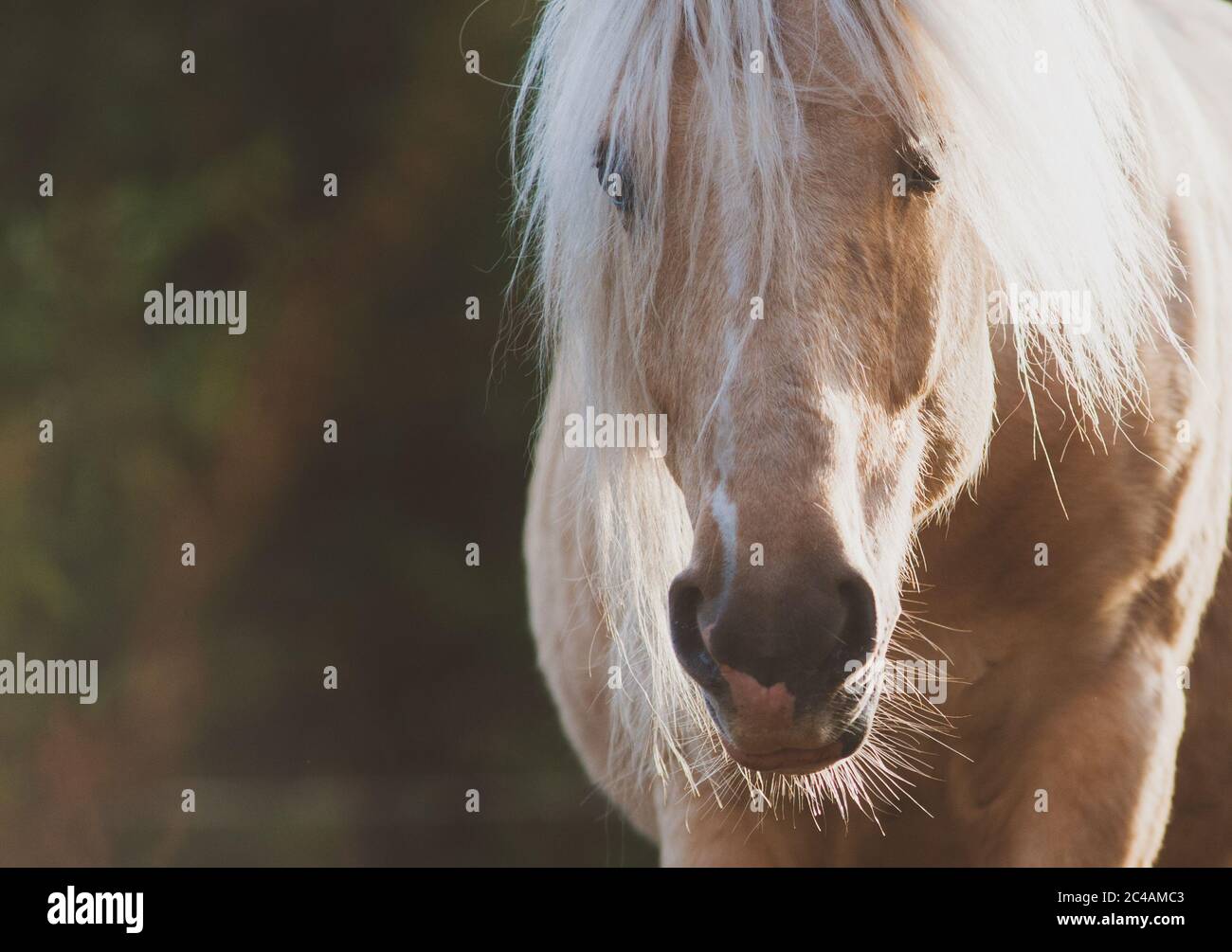 Ritratto a cavallo Palomino in estate. Carta tema animale. Lungo manicato cavallo colpo closeup Foto Stock