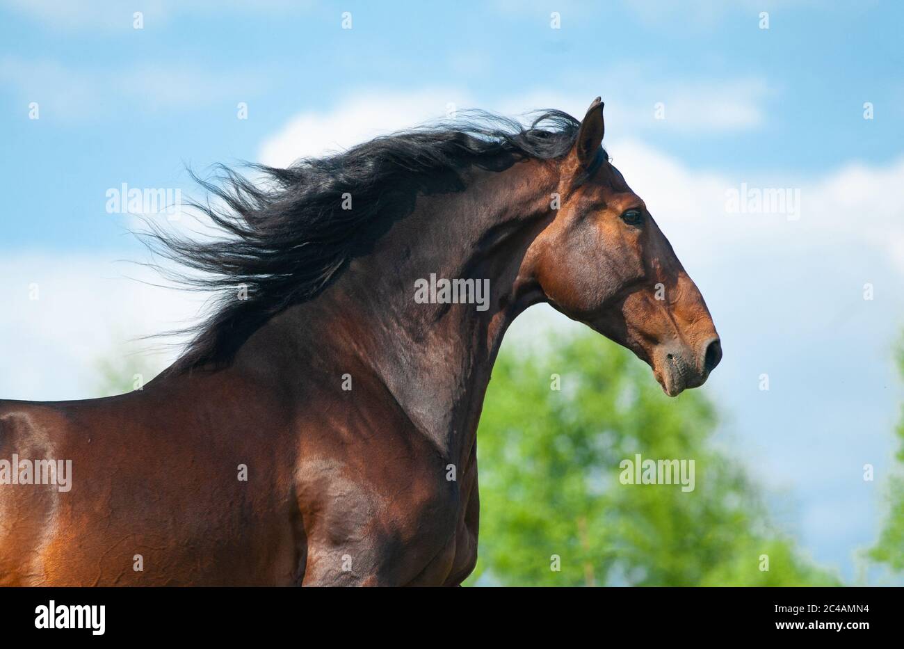Bellissimo ritratto di stallone andaluso sulla corsa. Cavallo spagnolo baia. Verticale in movimento Foto Stock