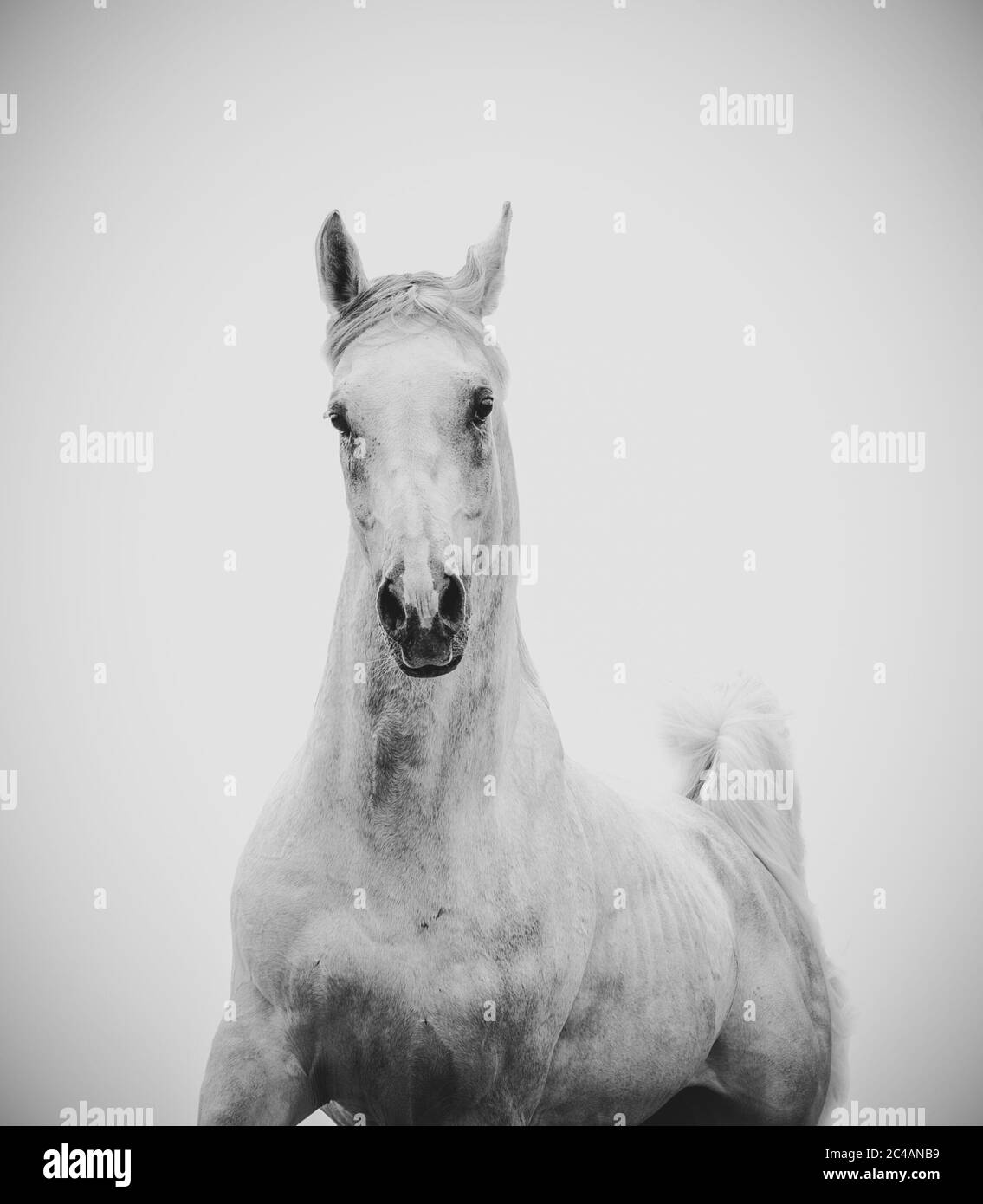 Splendido stallone arabo bianco su sfondo bianco Foto Stock