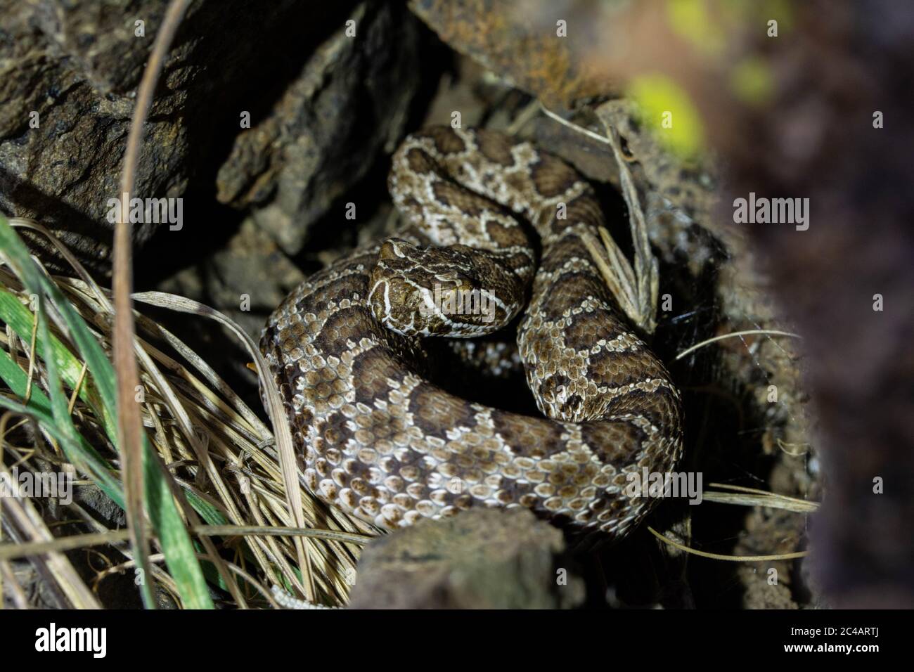 Girovagando Gartersnake (Thamnophis elegans vagrans) da Jefferson county, Colorado, Stati Uniti d'America. Foto Stock