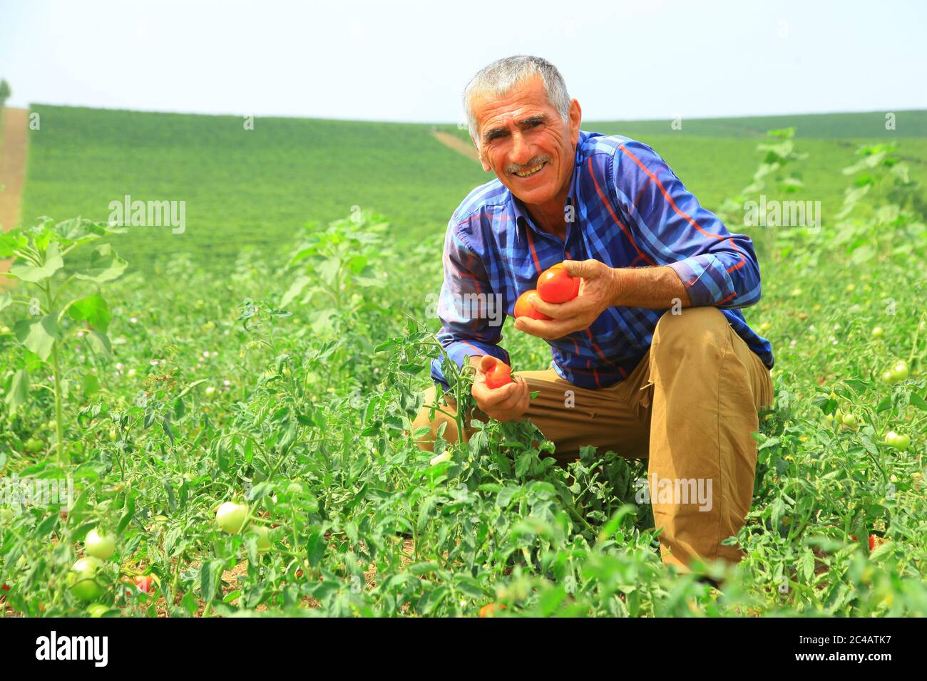 Un agricoltore maschile che raccoglie il pomodoro raccolto da terreni agricoli Foto Stock