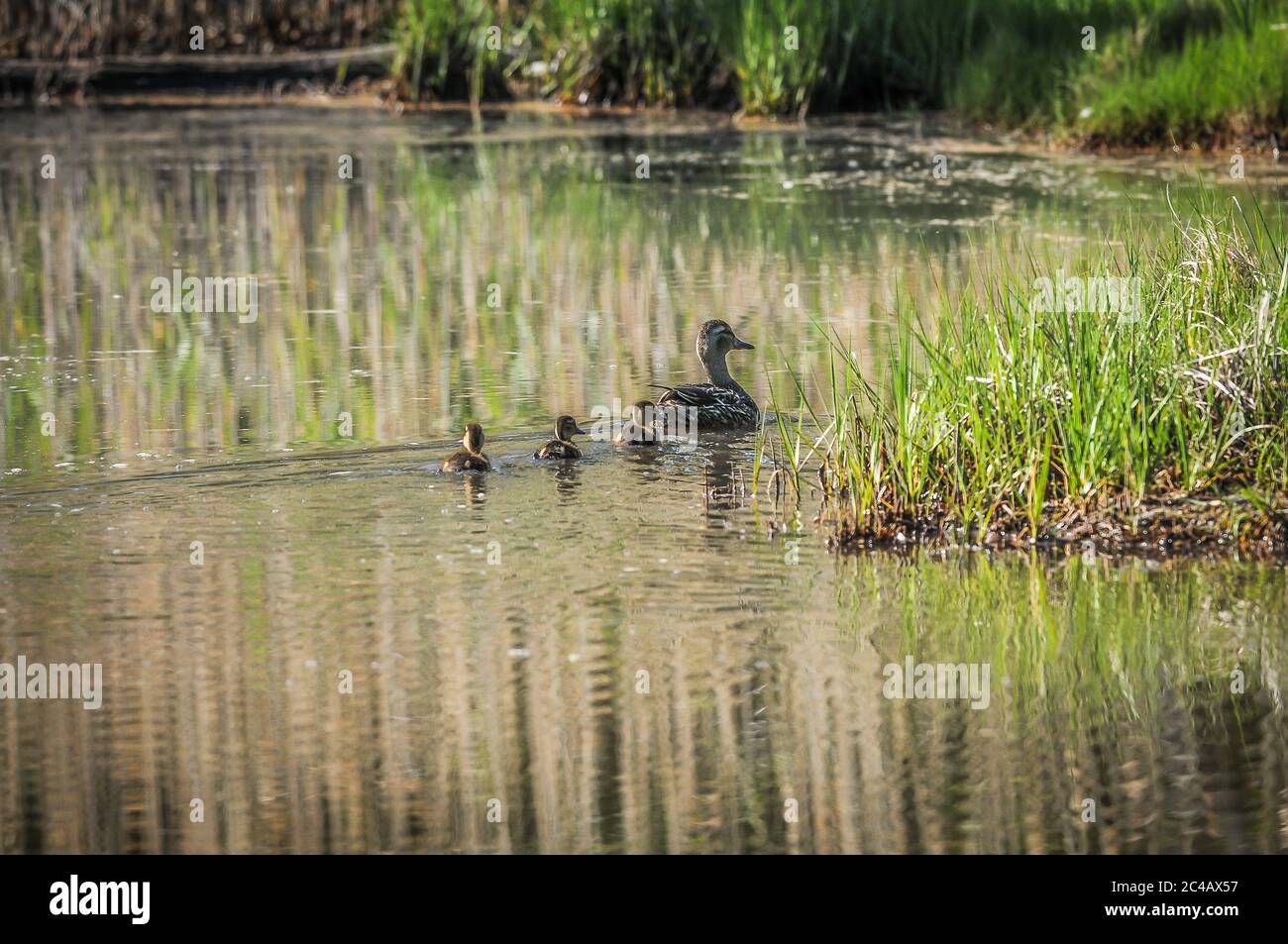 Madre Duck prende i suoi giovani per un viaggio intorno allo stagno. Ma l'ultimo piccolo prende uno sguardo all'altro a destra. Per vedere cosa poteva vedere. Foto Stock