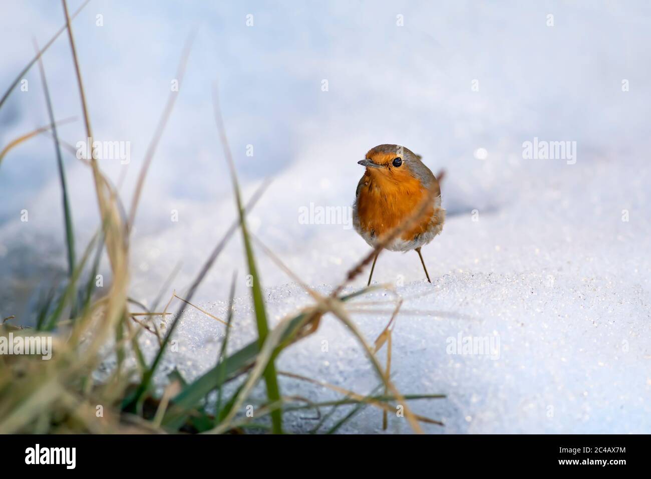Carino piccolo uccello Robin. Foto Stock
