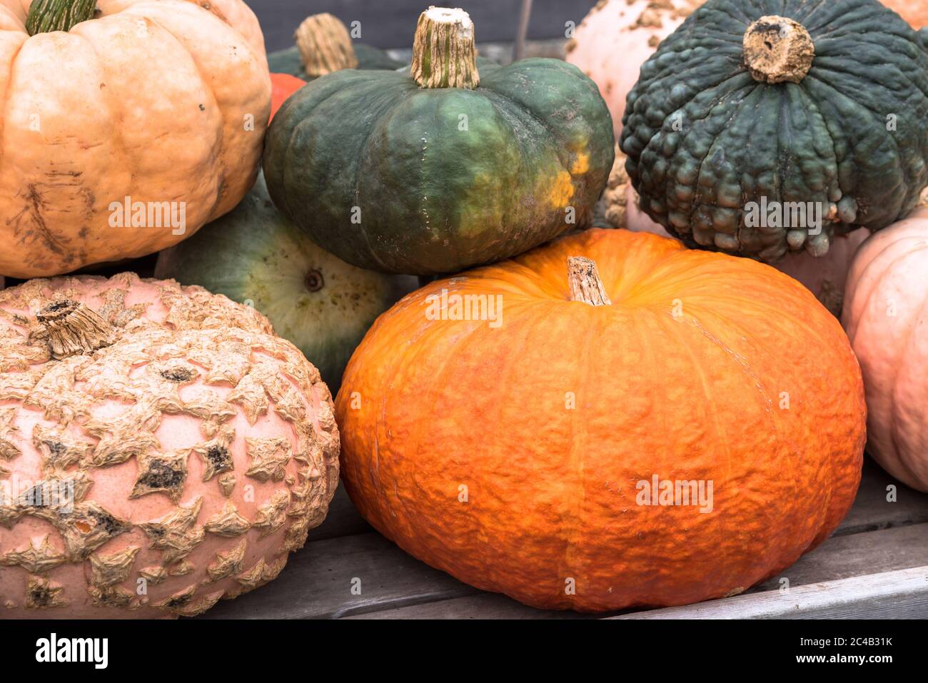 Zucche decorative su una bancarella in un mercato agricolo Foto Stock