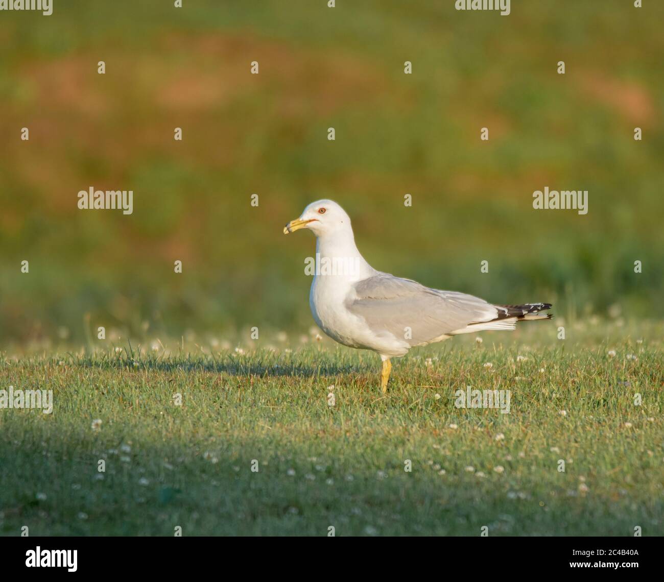 Un profilo visualizza il gabbiano soleggiato (Larus delawarensis ) su un prato Foto Stock