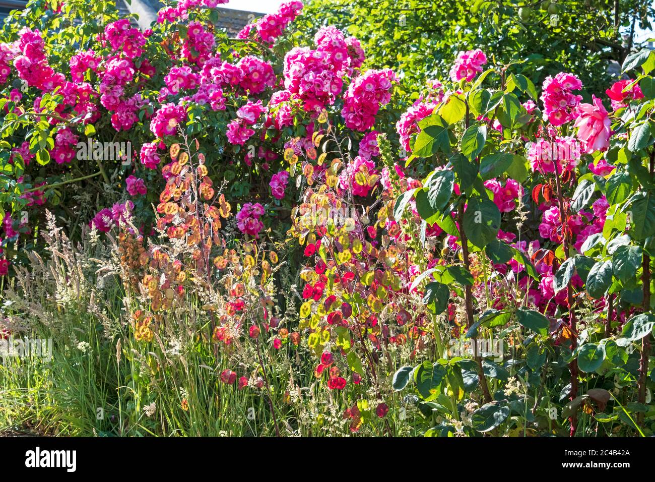 Semi colorati di onestà in un giardino cottage, con colonna americana che rampola rosa, Sussex est, Regno Unito. Lunaria annua. Foto Stock