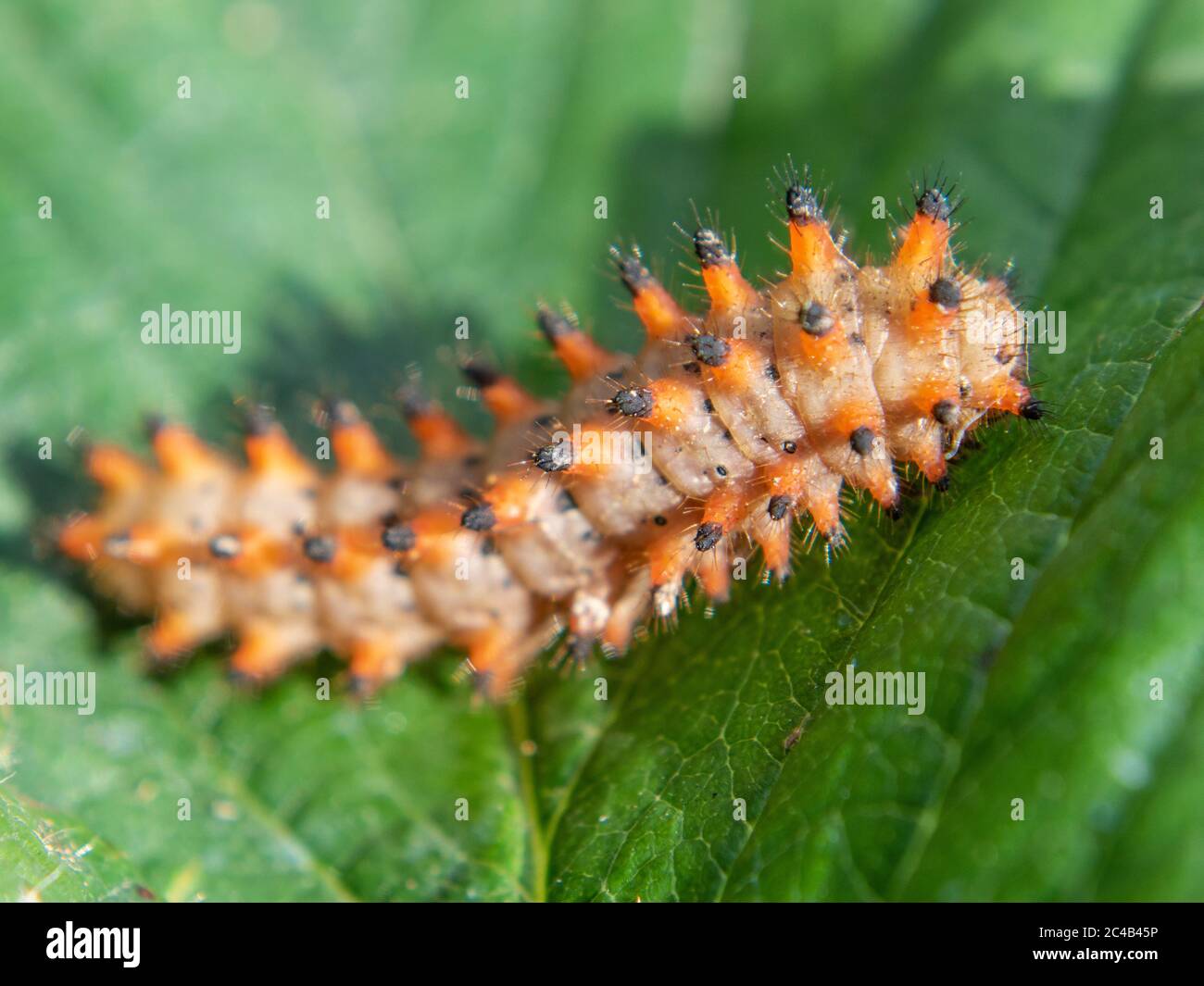 stestoon meridionale caterpillar, Zerynthia polyxena Foto Stock