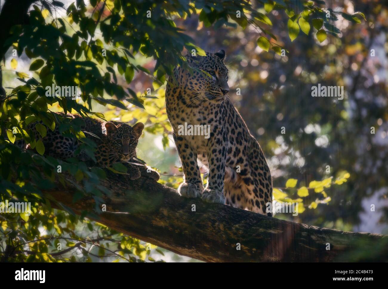 Leopardo (Panthera pardus), madre con giovane seduto nell'albero, prigioniero, avvenimento in Africa e in Asia Foto Stock