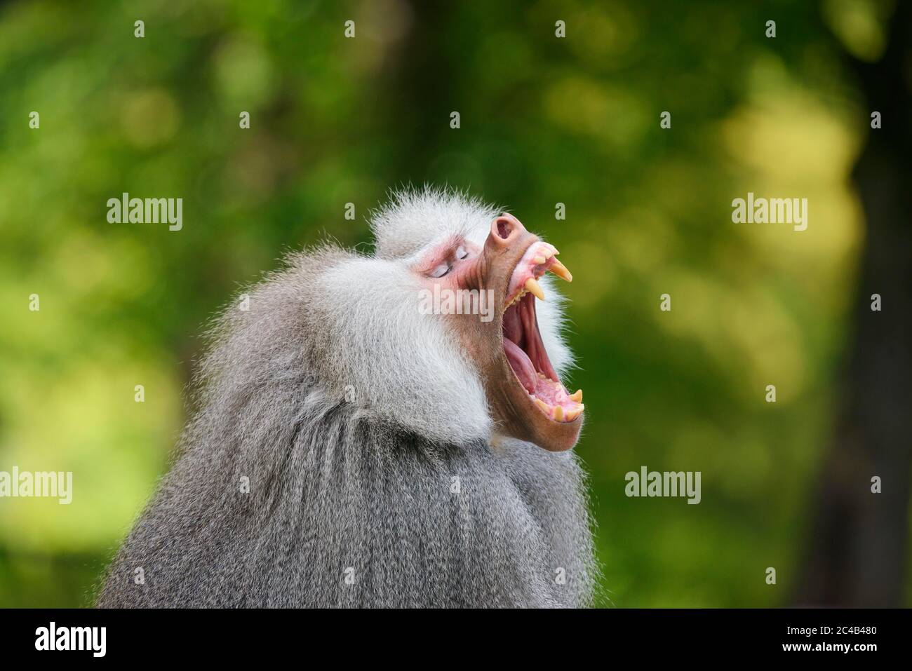 Hamadryas baboon yawns (Papio hamadryas), in cattività, Africa Foto Stock