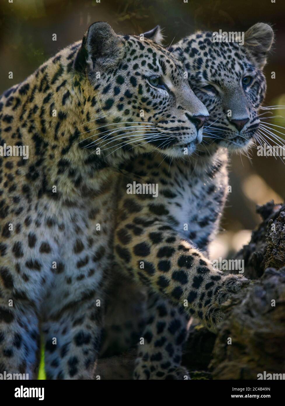 Leopardo (Panthera pardus), madre con giovane, prigioniero, avvenimento in Africa e Asia Foto Stock