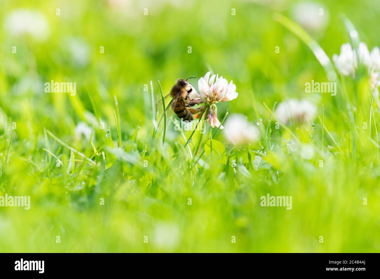 Miele ape - Apis - nutrimento su trifoglio bianco (Trifolium repens) che cresce in giardino prato che è stato permesso di crescere più a lungo per la fauna selvatica - UK Foto Stock