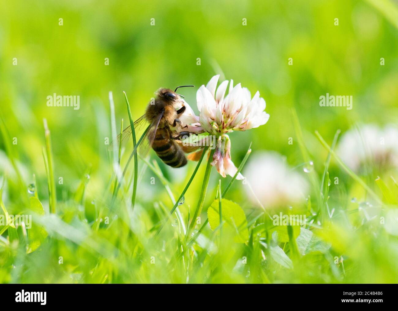 Miele ape - Apis - nutrimento su trifoglio bianco (Trifolium repens) che cresce in giardino prato che è stato permesso di crescere più a lungo per la fauna selvatica - UK Foto Stock