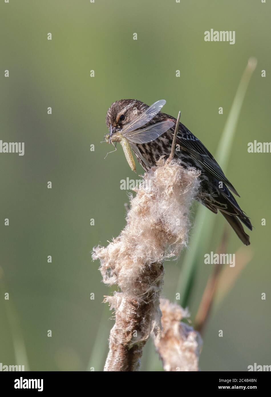 Un uccello nero alato rosso (Agelaius phoeniceus) che mangia una libellula Foto Stock