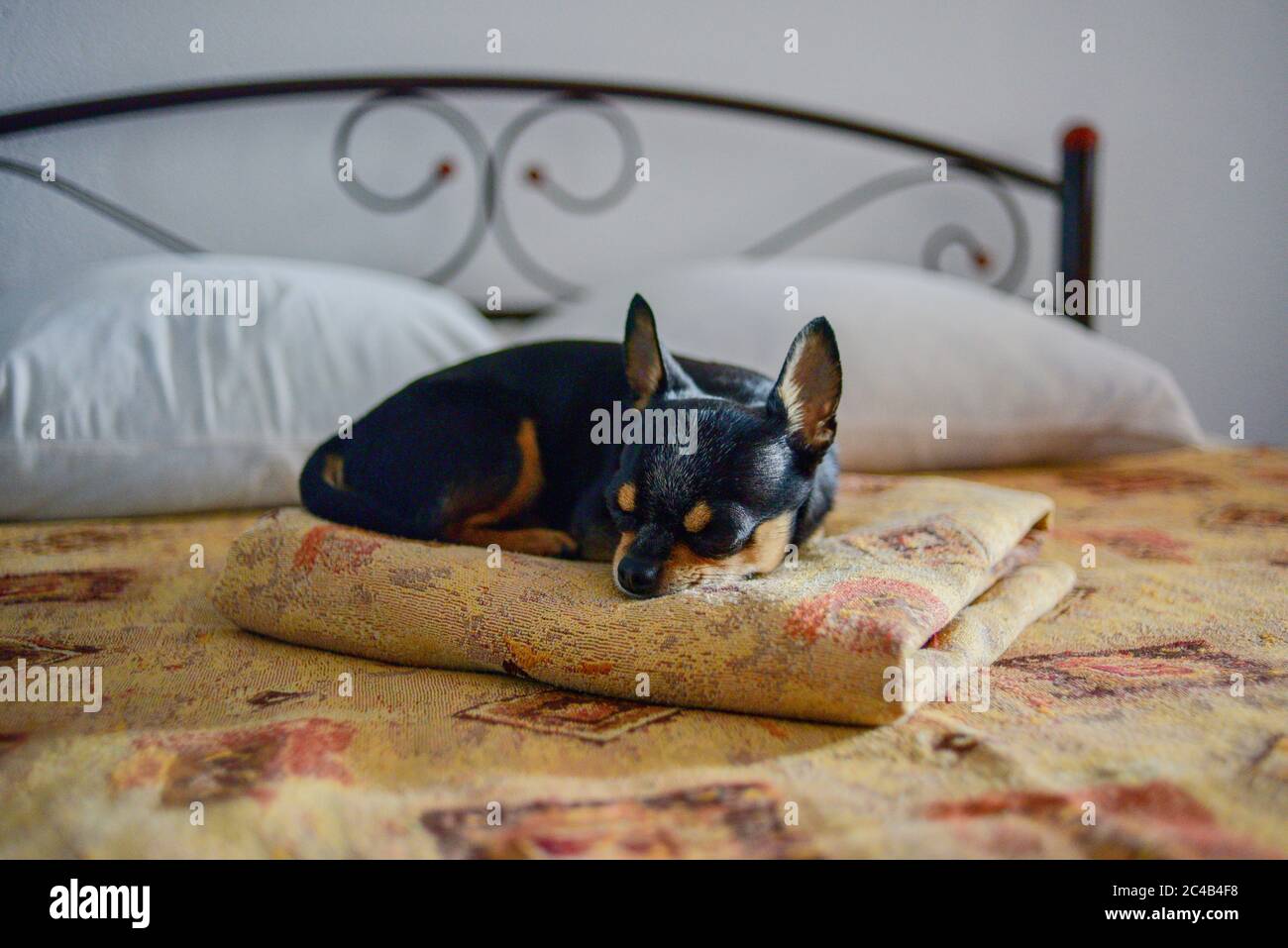 divertente cane chihuahua che dorme su un cuscino nel letto Foto Stock
