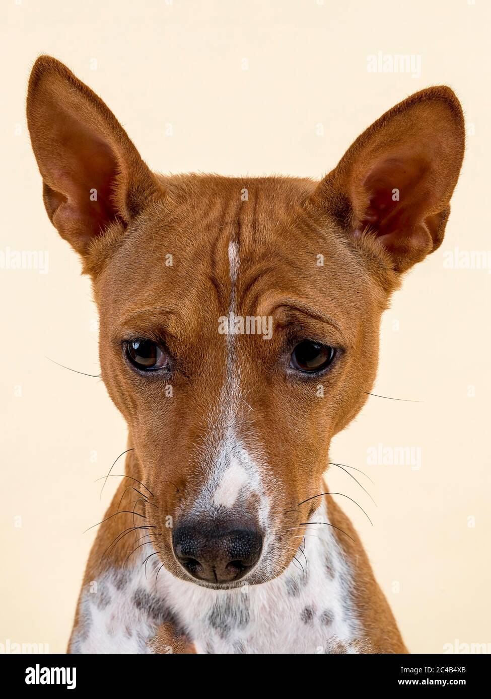 Basenji o Congo Terrier (Canis lupus familiaris), femmina, 4 anni, bianco-rosso, ritratto animale, scatto studio, sfondo chiaro, Austria Foto Stock