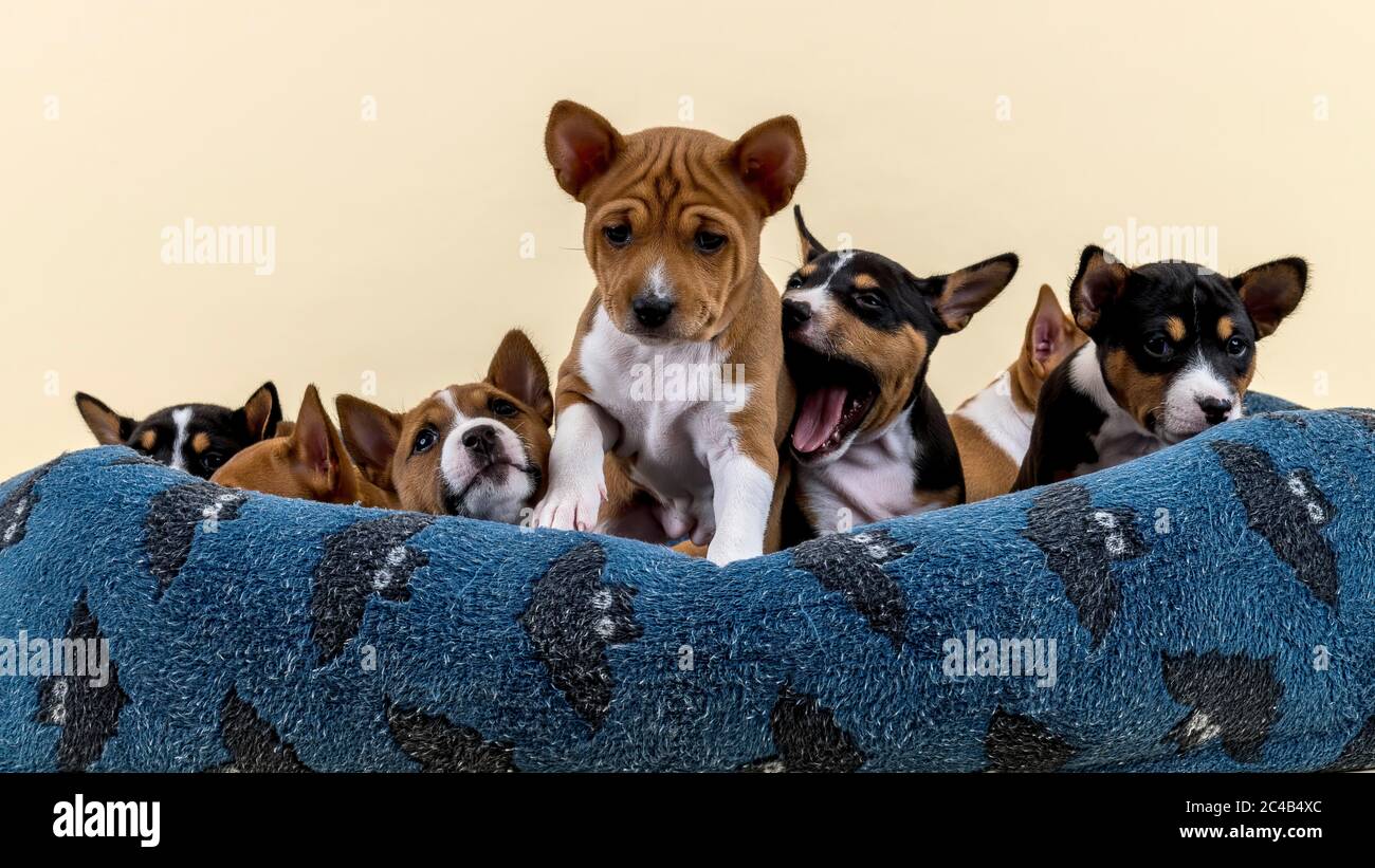 Basenji o Congo terrier (Canis lupus familiaris), cuccioli, sdraiati nel letto del cane, studio shot, sfondo chiaro Foto Stock