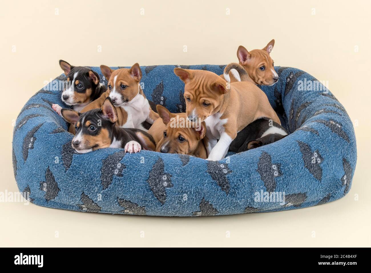 Basenji o Congo terrier (Canis lupus familiaris), cuccioli, sdraiati nel letto del cane, studio shot, sfondo chiaro Foto Stock
