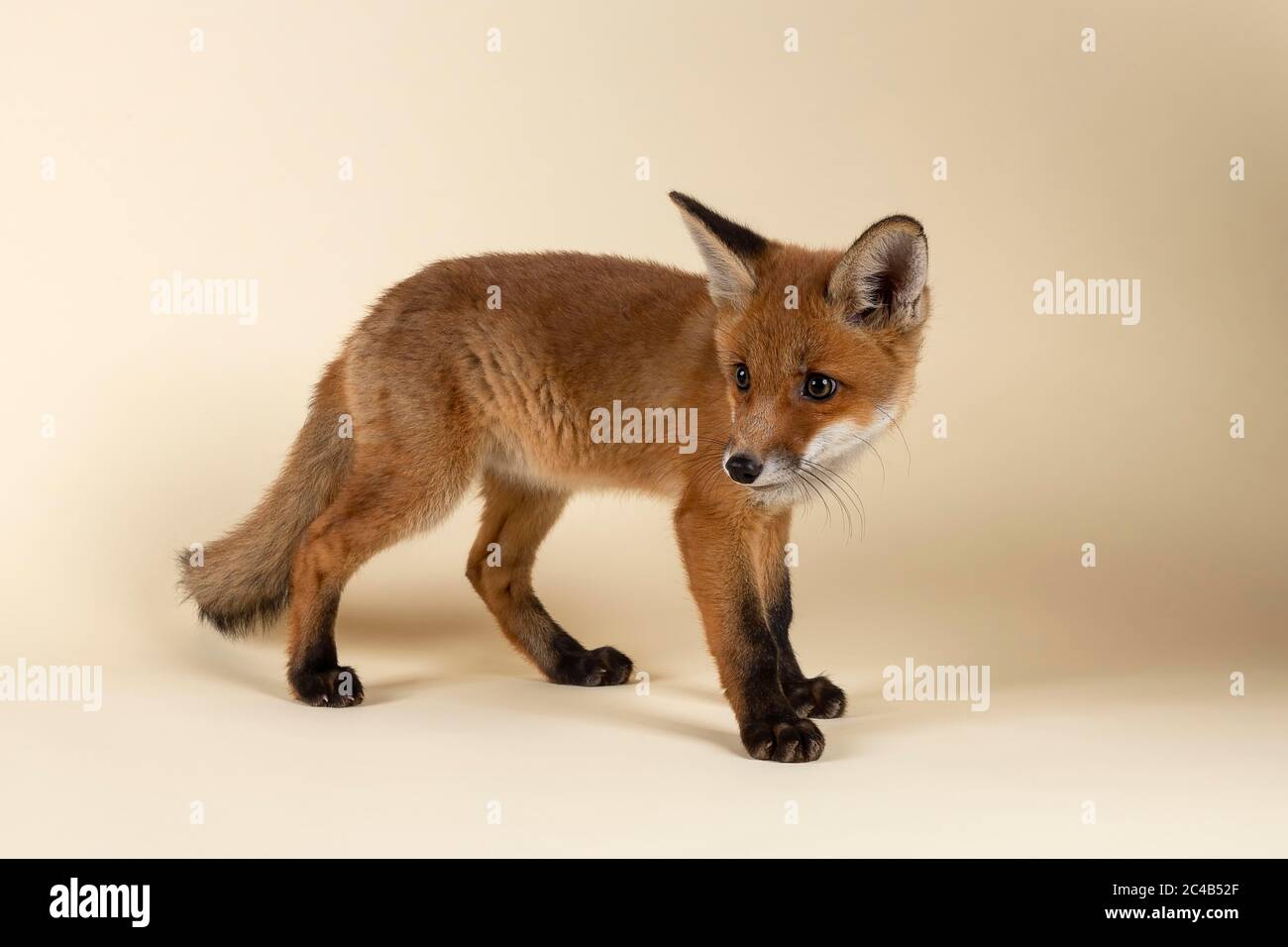 Red Fox (Vulpes vulpes), giovane, in piedi, guardando indietro, in cattività, 8 settimane, studio di registrazione, Austria Foto Stock