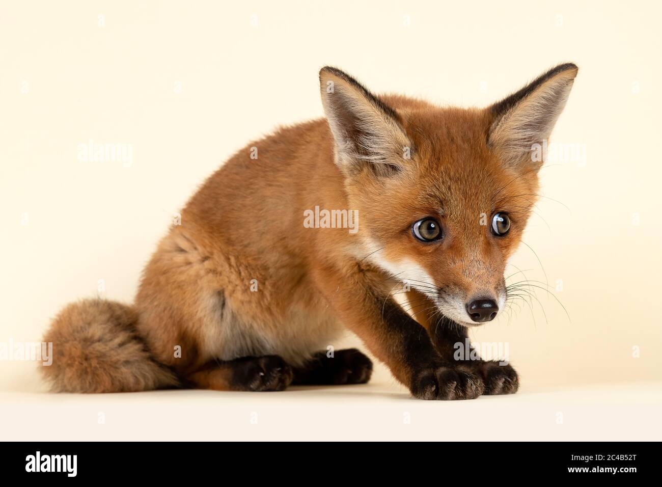 Volpe che gira immagini e fotografie stock ad alta risoluzione - Alamy