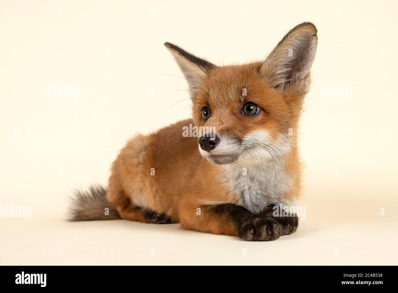 Volpe rossa (Vulpes vulpes), giovane animale, sdraiato, guardando al lato, in cattività, 8 settimane, studio di registrazione, Austria Foto Stock