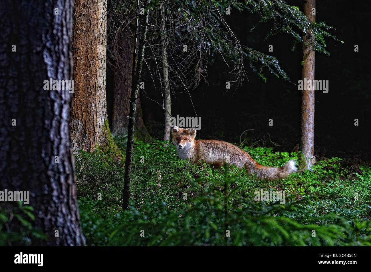 Volpe rossa (Vulpes vulpes), preparazione animale, in piedi in una foresta, Germania Foto Stock