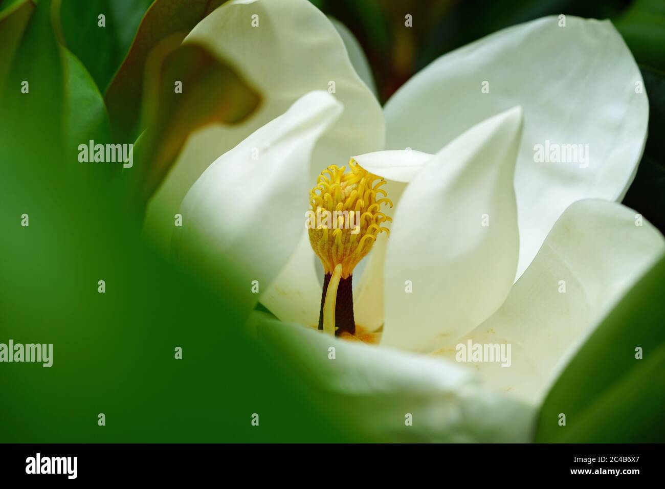 Fiore bianco d'Avorio di un albero della magnolia Meridionale Foto Stock