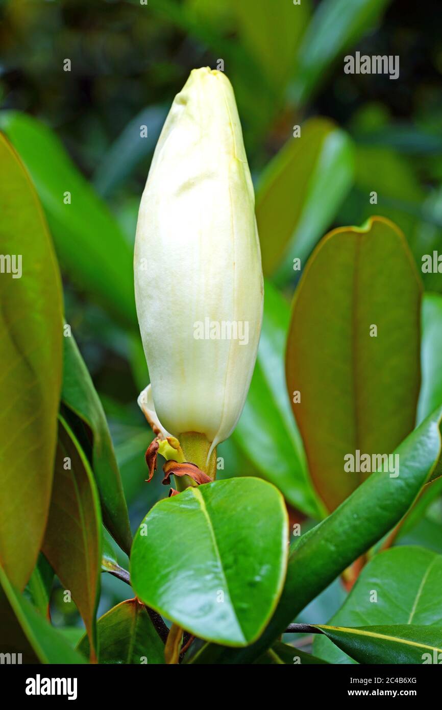 Fiore bianco d'Avorio di un albero della magnolia Meridionale Foto Stock