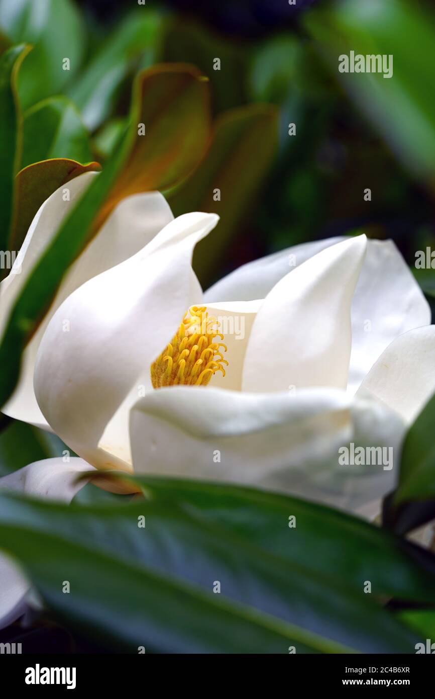Fiore bianco d'Avorio di un albero della magnolia Meridionale Foto Stock