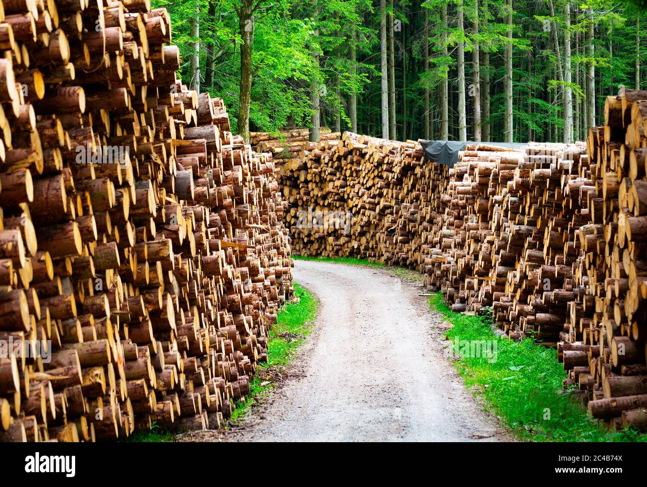Grandi pali di legno lungo una strada forestale, ceppi in pila, Mondseeland, Salzkammergut, Austria superiore Foto Stock