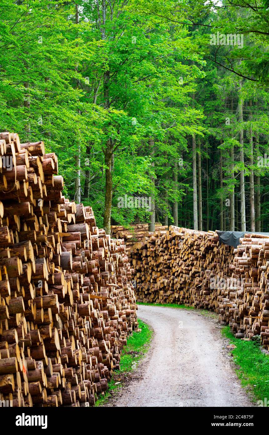 Grandi pali di legno lungo una strada forestale, ceppi in pila, Mondseeland, Salzkammergut, Austria superiore Foto Stock